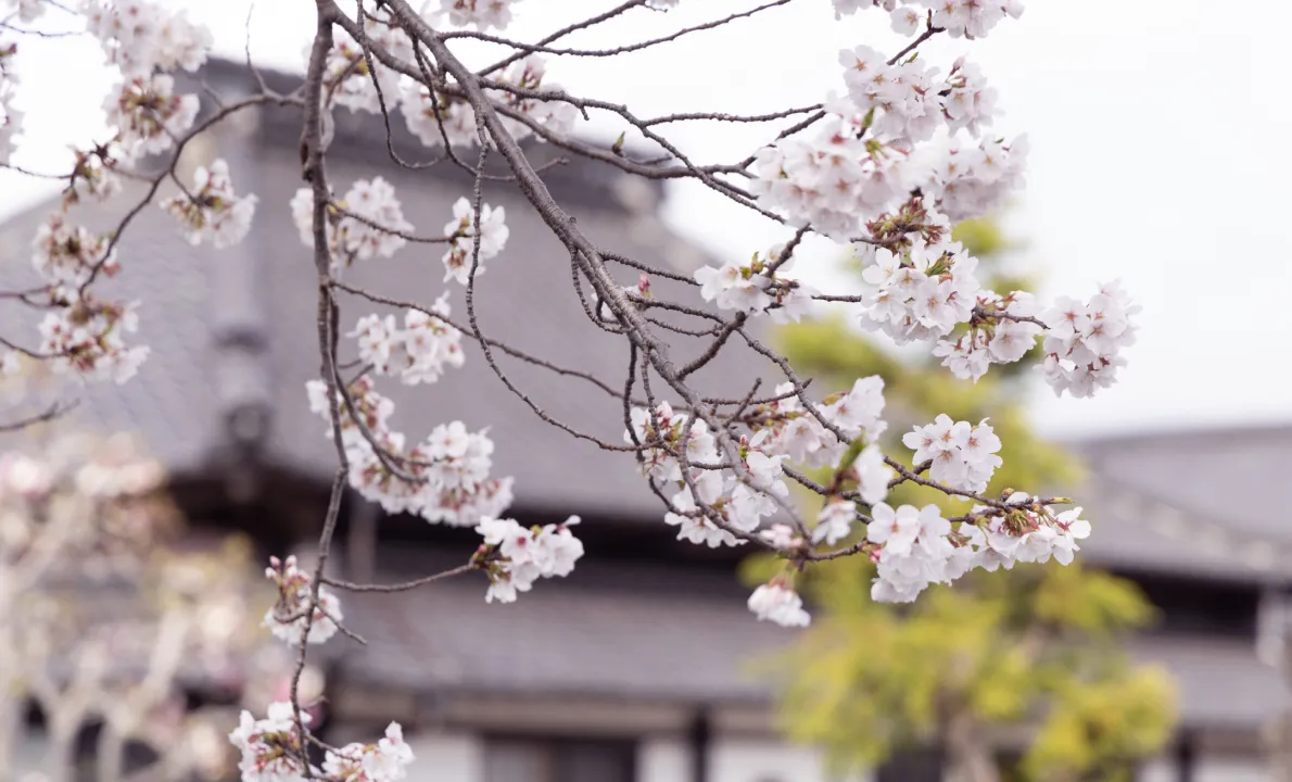 本堂を背景に満開の桜