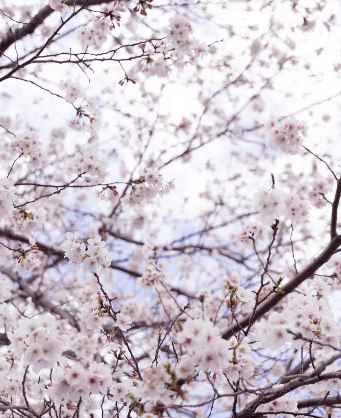 咲き誇る西福寺の桜