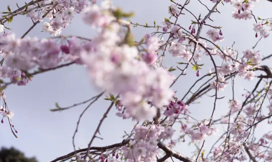 咲き誇る桜