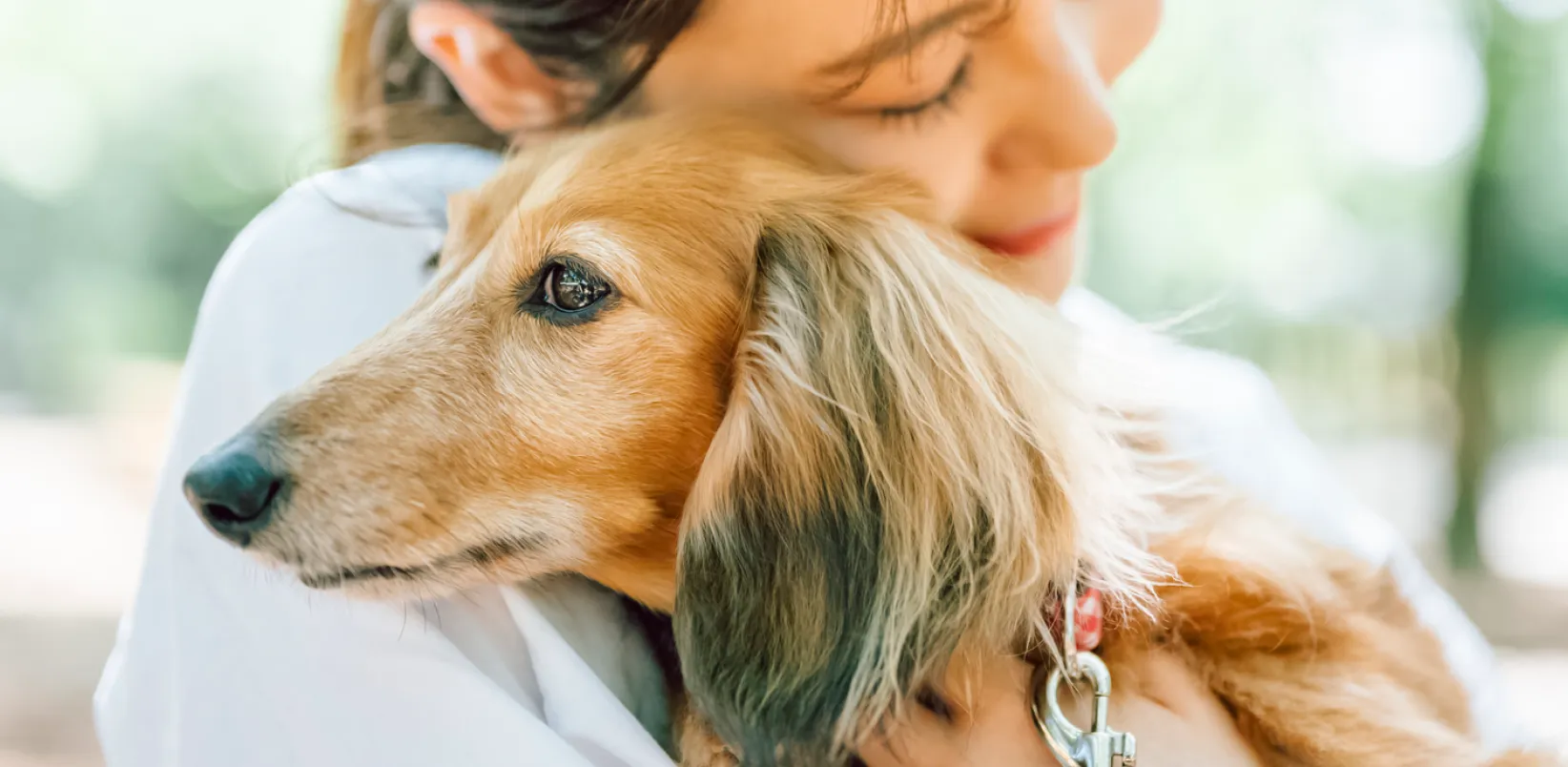 飼い主に抱きしめられている愛犬